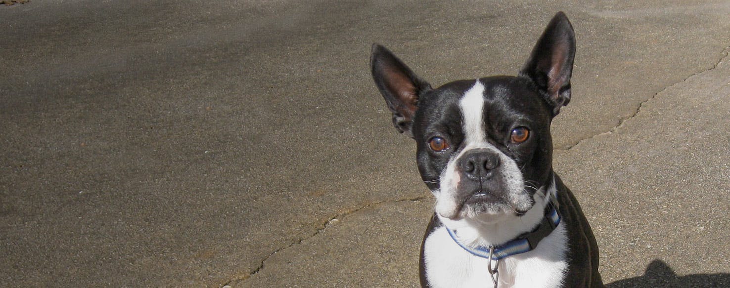 American bulldog and 2024 boston terrier mix